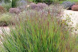 Heavy Metal Switchgrass