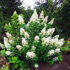 Snow Queen Oak Leaf Hydrangea