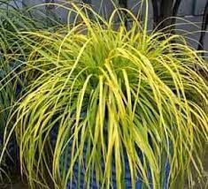 Everglow Sedge Grass