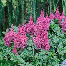 Astilbe Vision in Pink