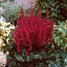 Astilbe Vision in Red