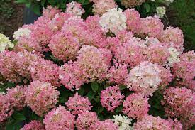 Firelight Tidbit Hydrangea