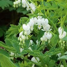 Alba (White) Bleeding Heart