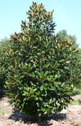 XL Edith Bogue Magnolia