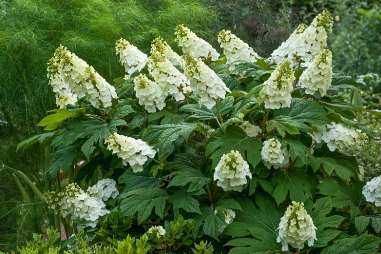 Alice Oakleaf Hydrangea