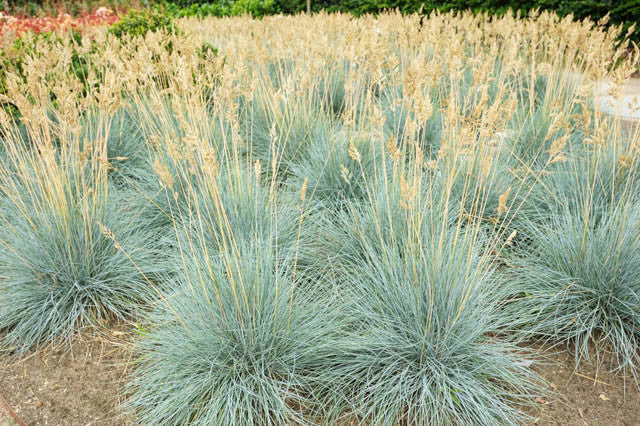 Elijah Blue Fescue