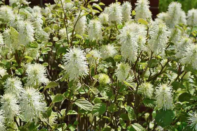 Mount Airy Fothergilla