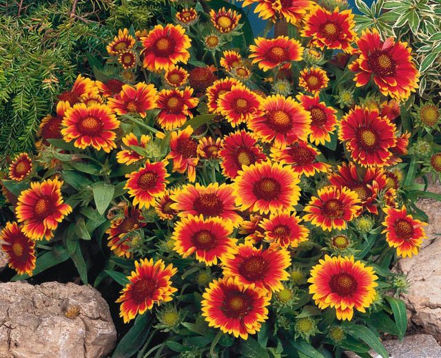 Arizona Sun Blanket Flower