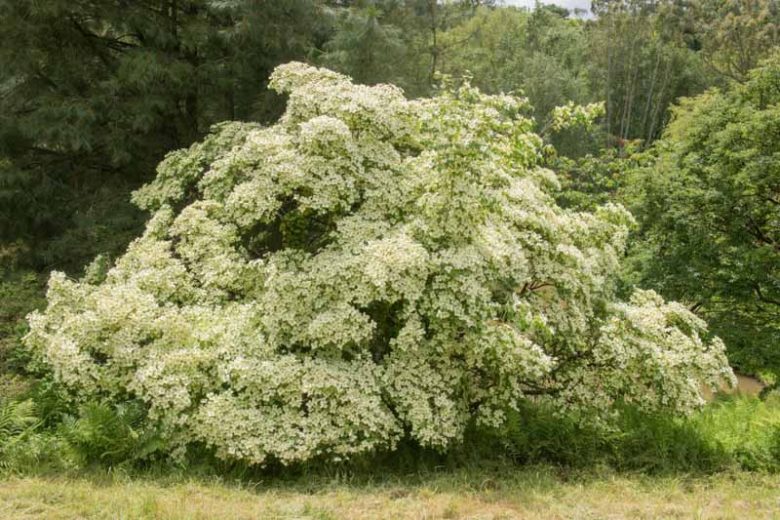 XL Chinese Dogwood