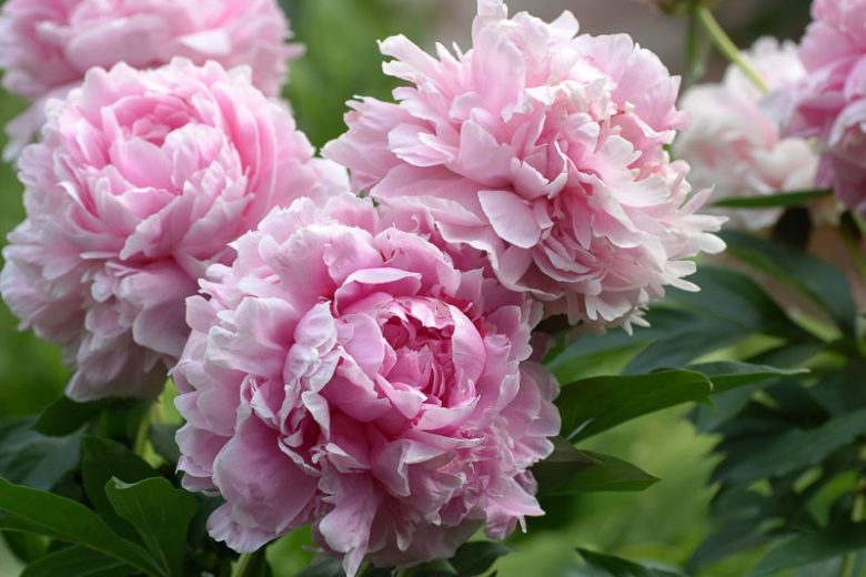 Sarah Bernhardt Peony