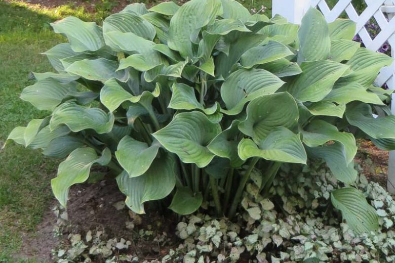 Krossa Regal Hosta