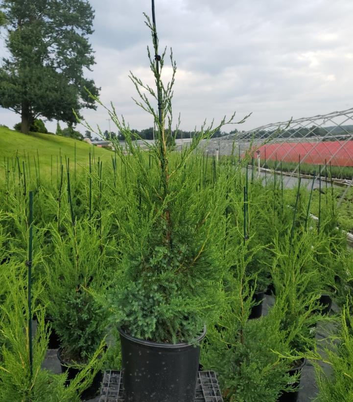 Hetzi Green Columnar Juniper