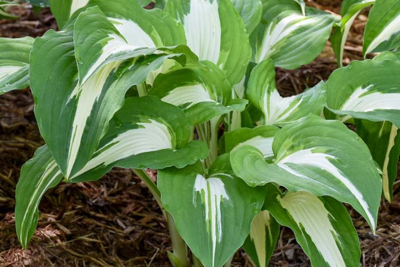 Night Before Christmas Hosta