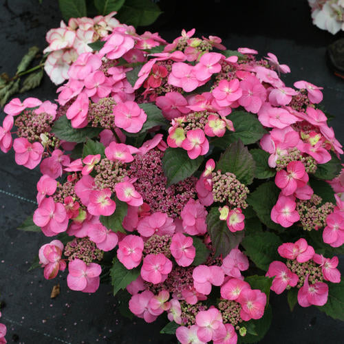 Tuff Stuff Hydrangea