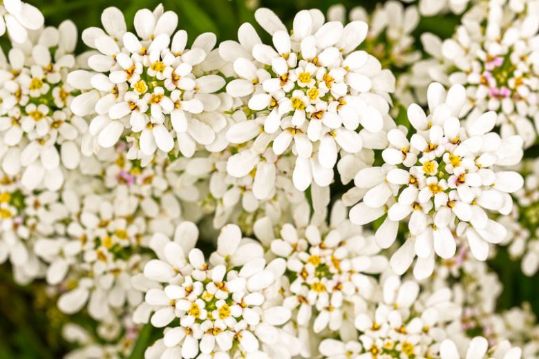 Purity Dwarf Candytuft