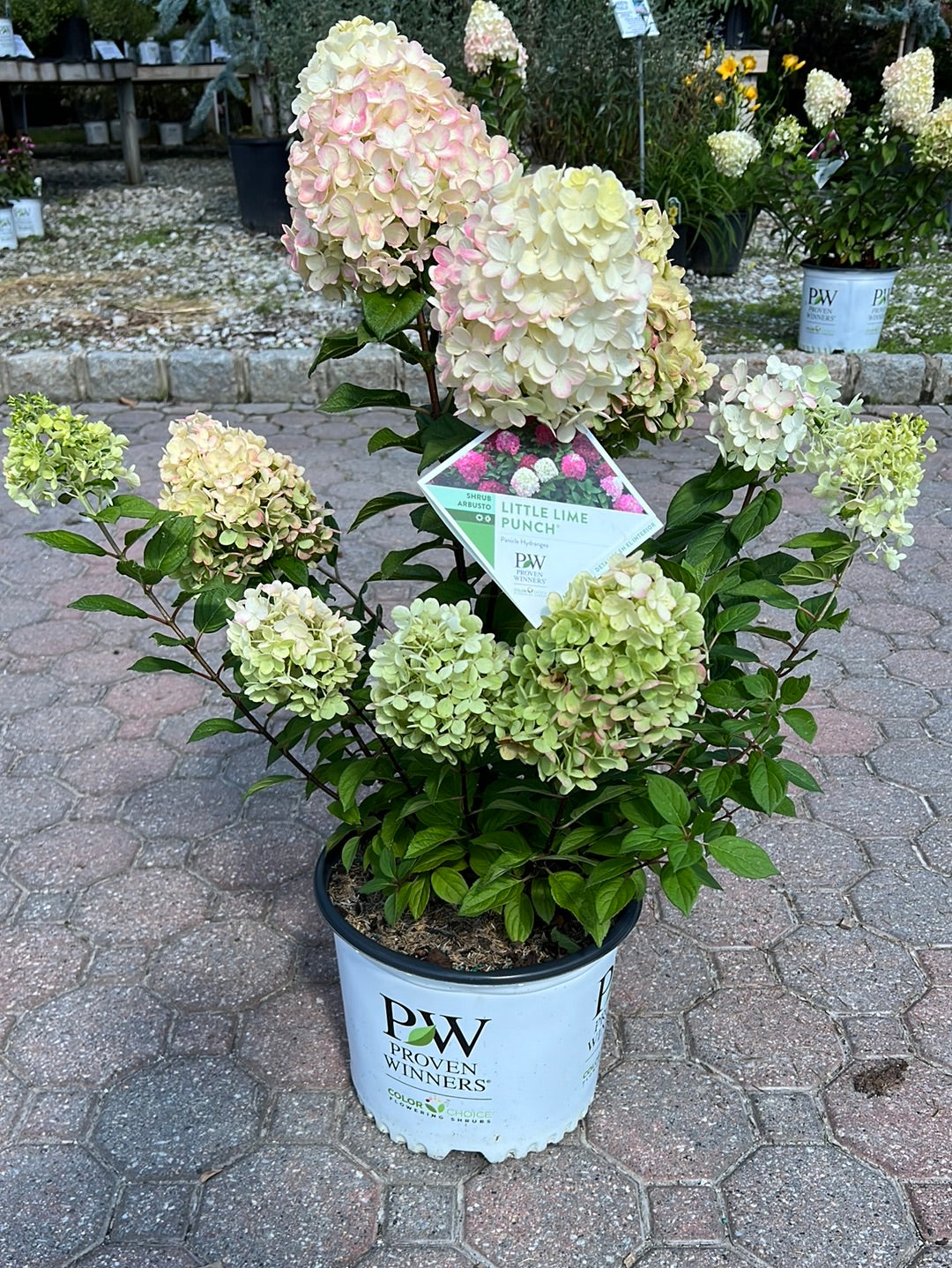 Little Lime Punch Panicle Hydrangea