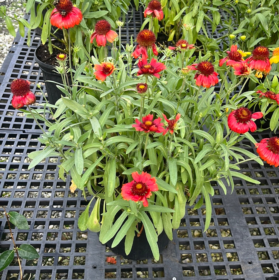 Arizona Red Shades Blanket Flower