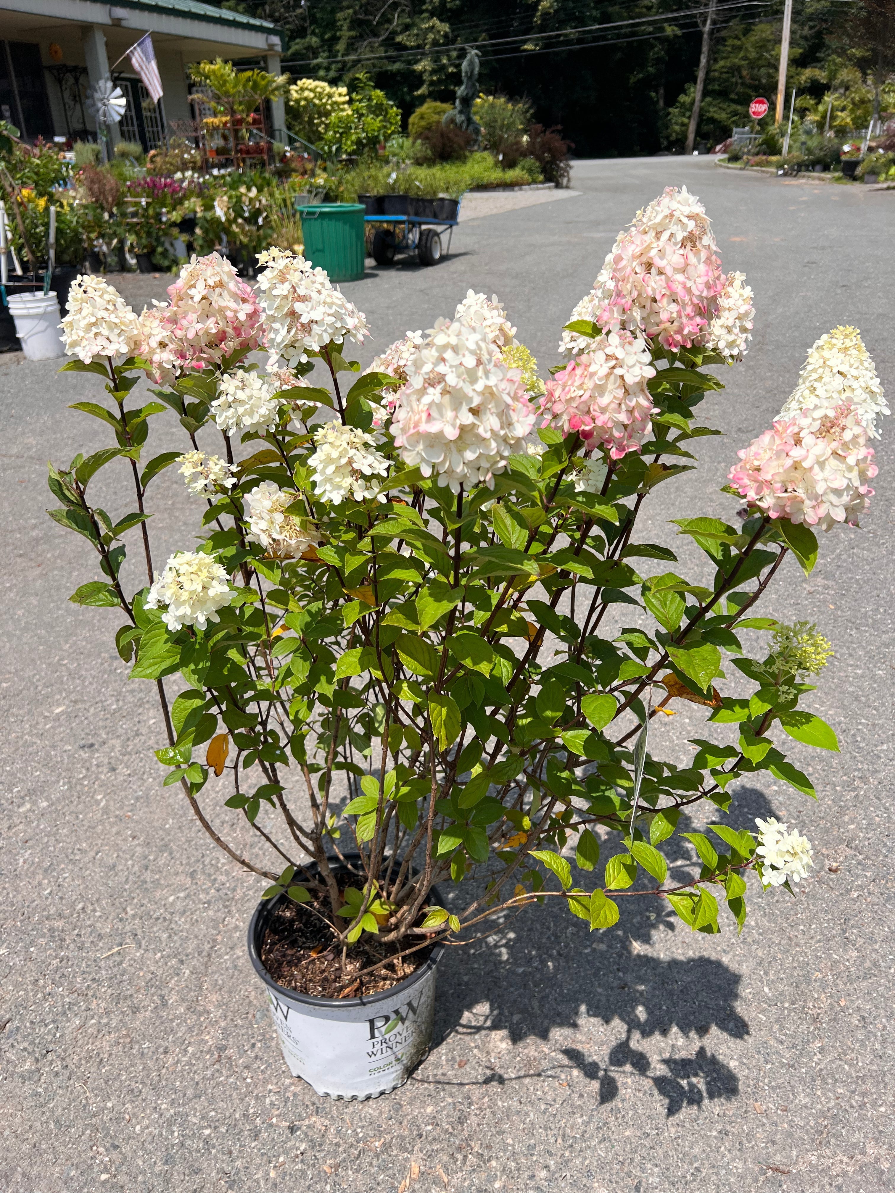 Limelight Prime Panicle Hydrangea