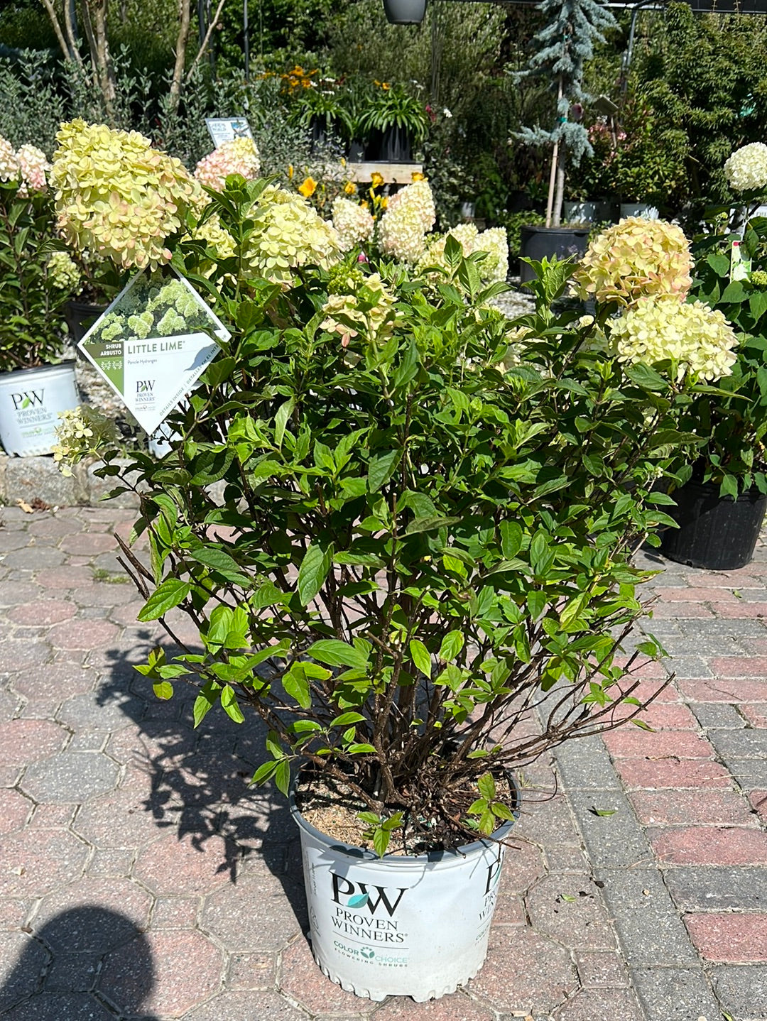 Little Lime Panicle Hydrangea