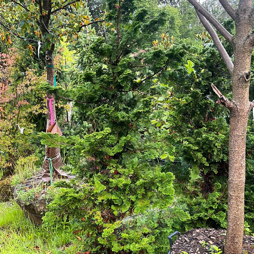 Green Slender Hinoki False Cypress