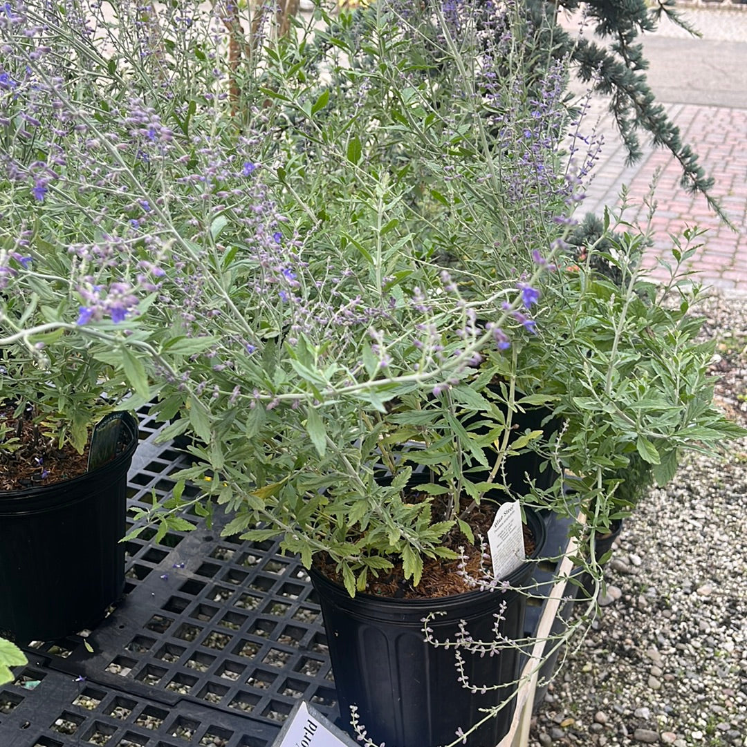 Russian Sage