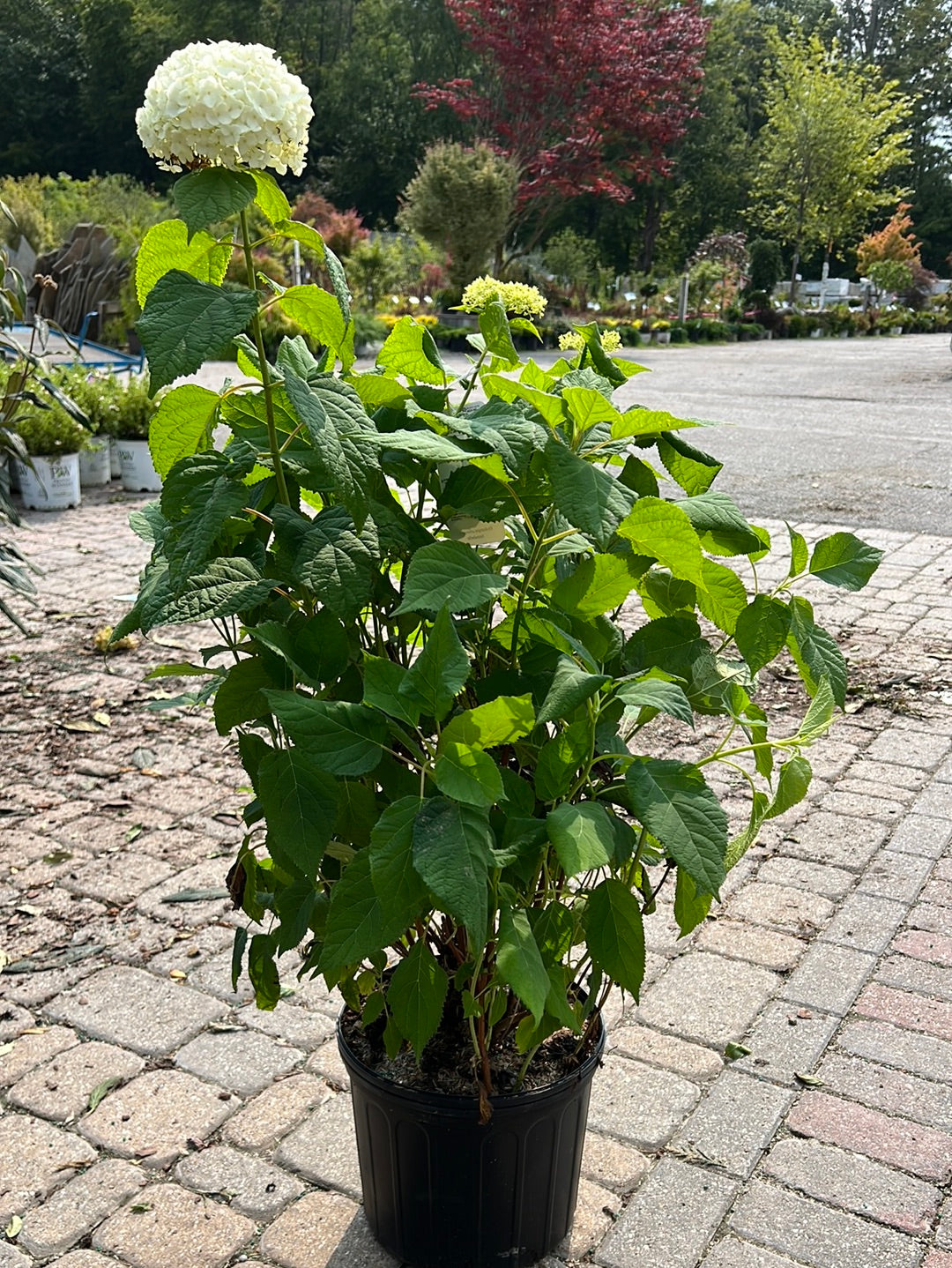 Annabelle Hydrangea