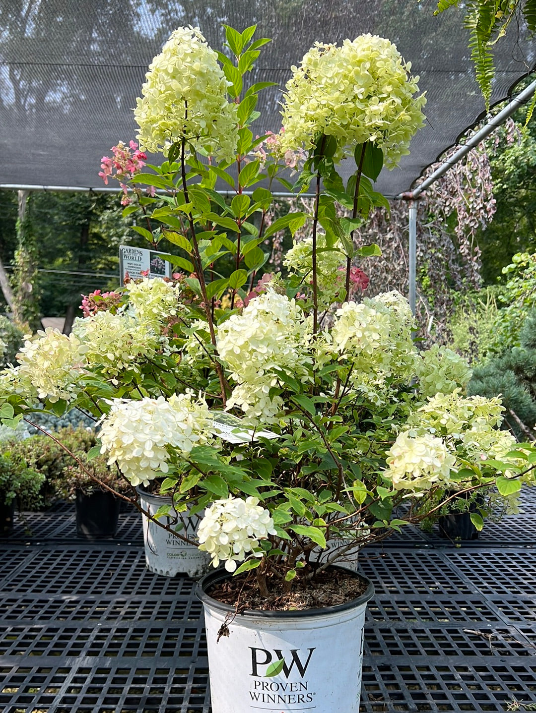 Limelight Hydrangea