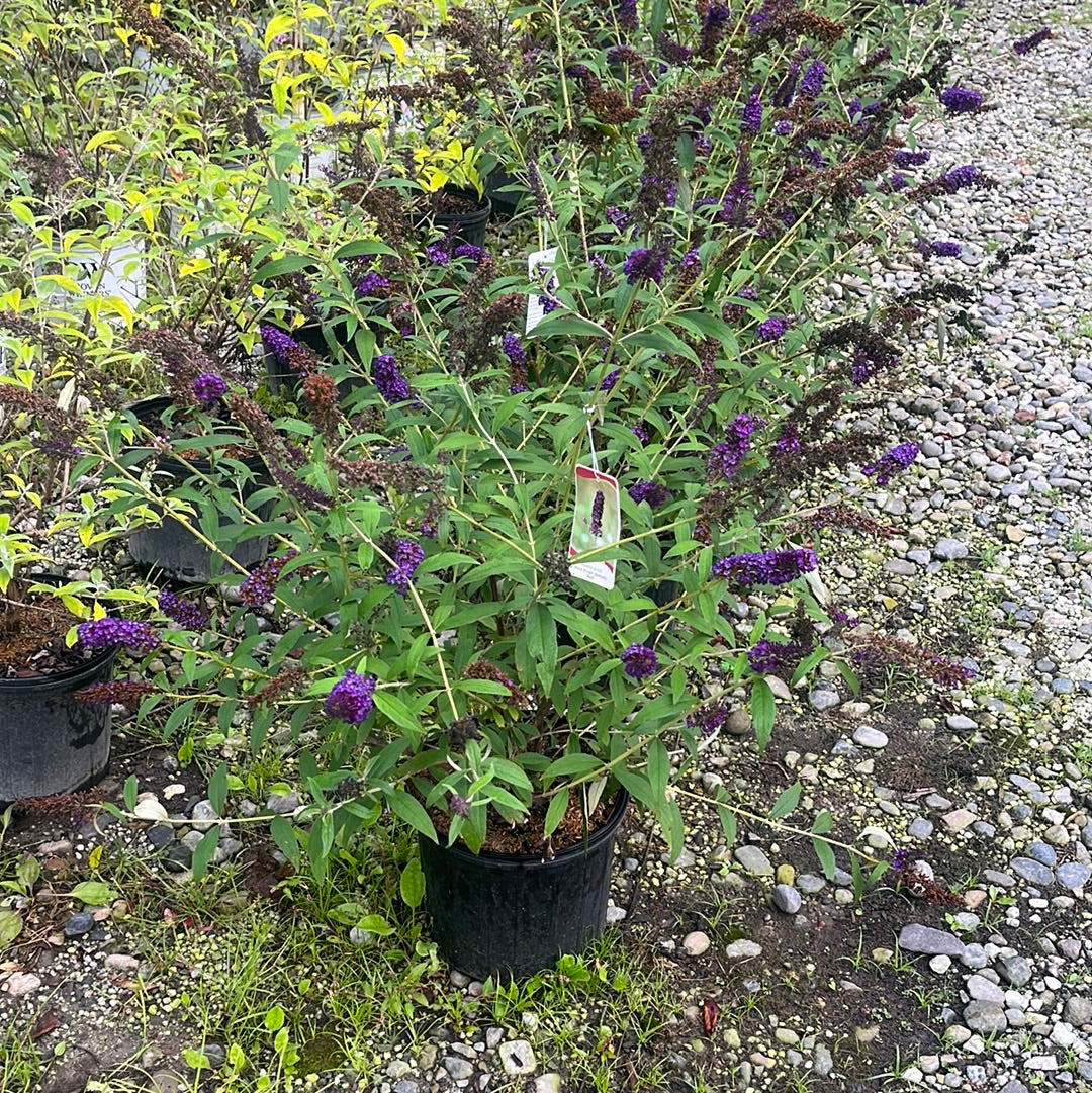 Black Knight Butterfly Bush