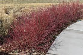 Baileyi Red Twig Dogwood