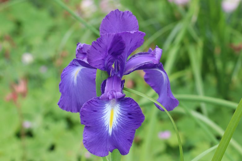 Sensation Iris