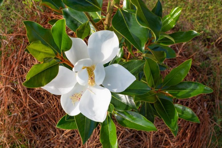 XL Little Gem Magnolia