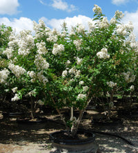 XL Natchez Crape Myrtle