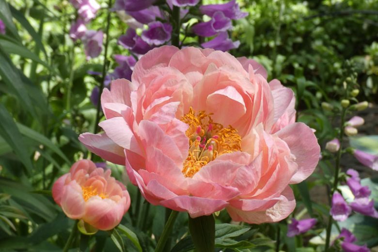 Pink Hawaiian Coral Peony