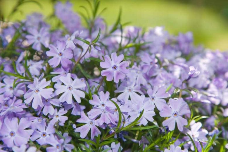 Emerald Blue Phlox