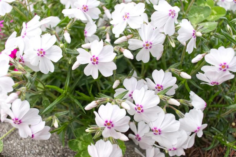 Amazing Grace Phlox