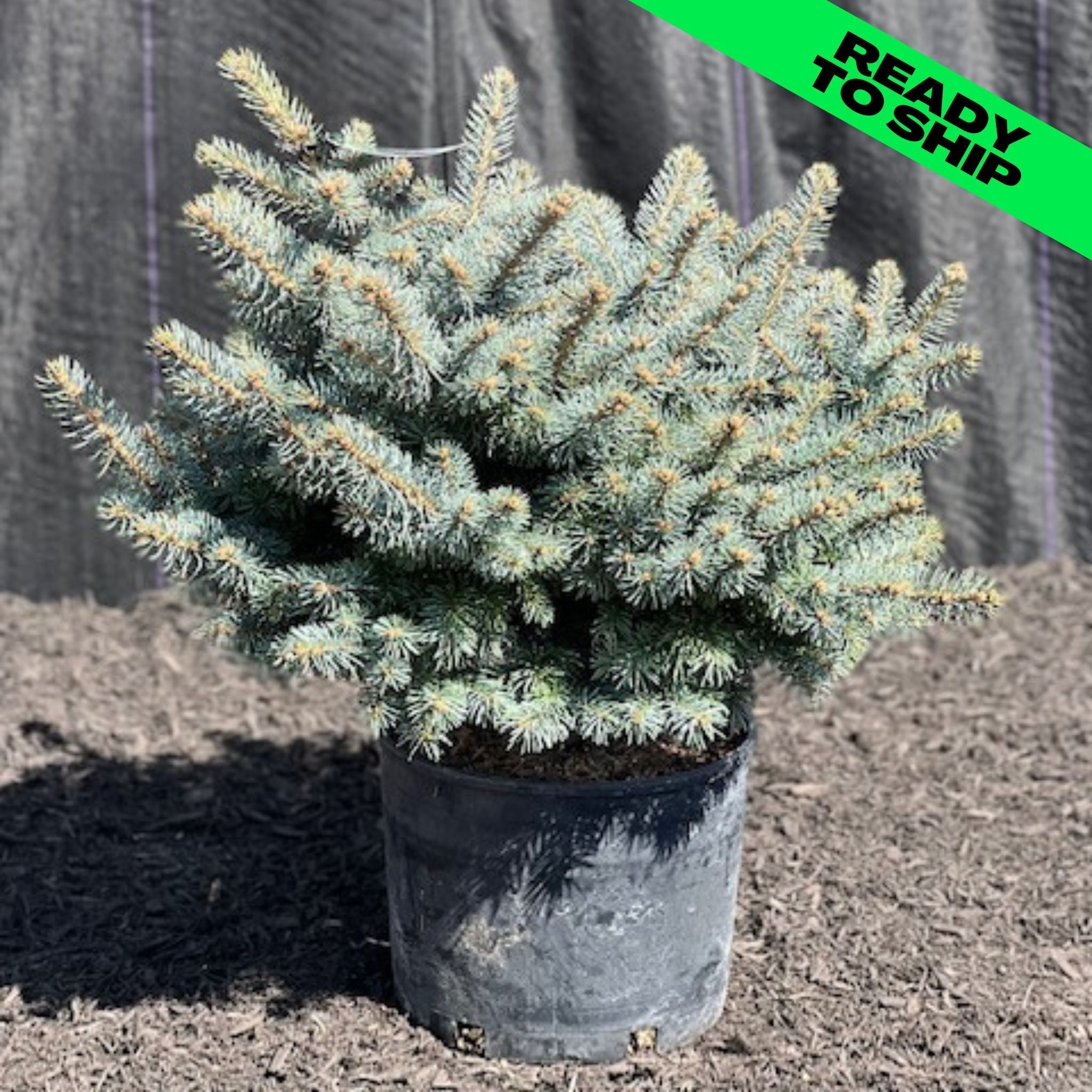 Globe Colorado Blue Spruce