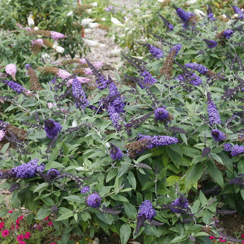 Pugster Blue Butterfly Bush