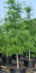 XL Willow Oak