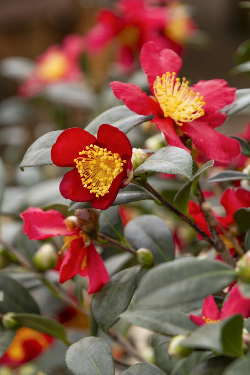 XL Yuletide Camellia