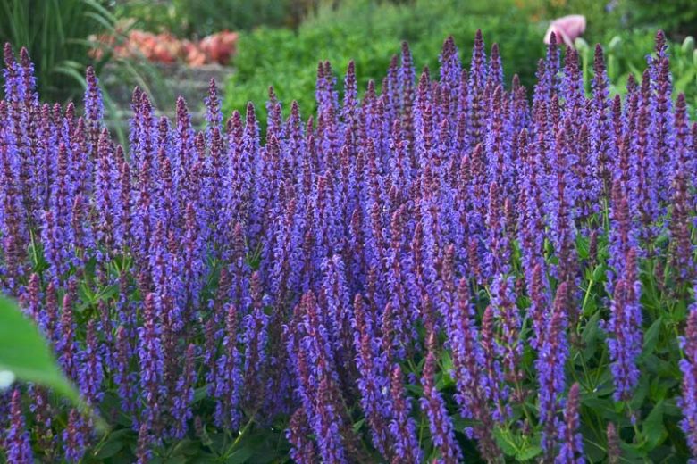 May Night Salvia