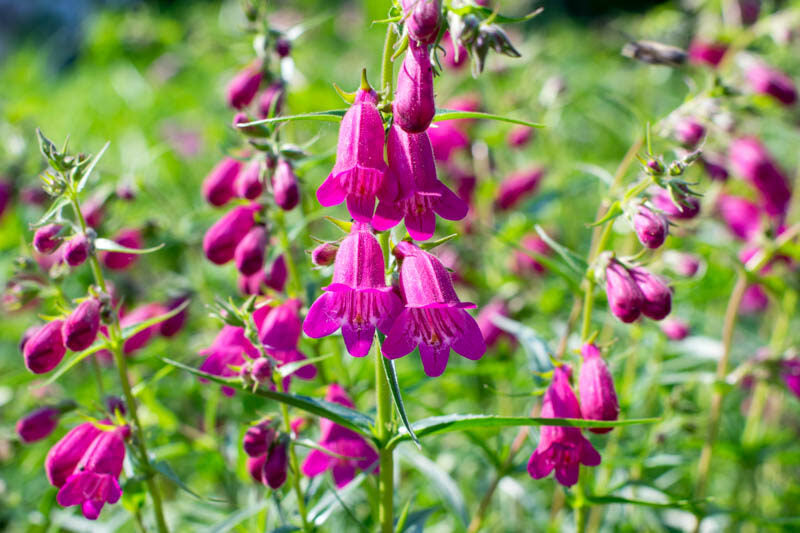 Red Rocks Beardtongue (Penstemon)