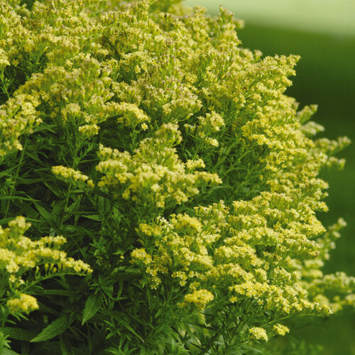 Solidago Little Lemon Goldenrod