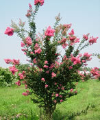 XL Tuscarora Crape Myrtle