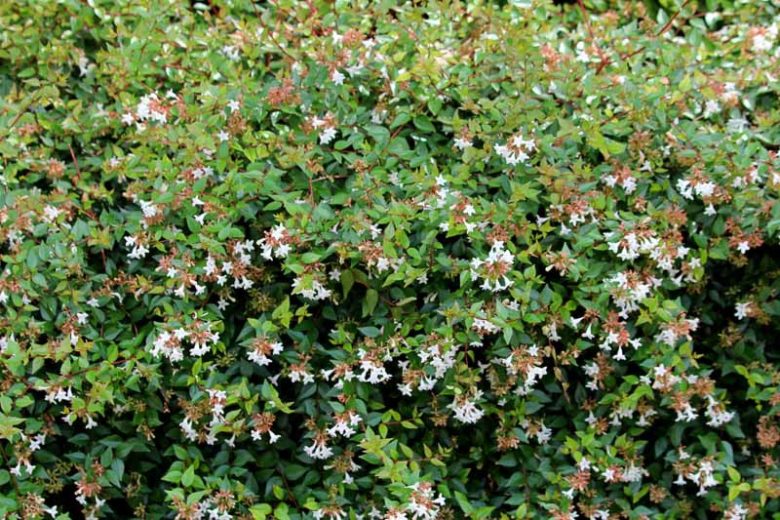 Glossy Abelia